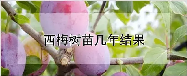 西梅树苗几年结果 | 养殖技术
