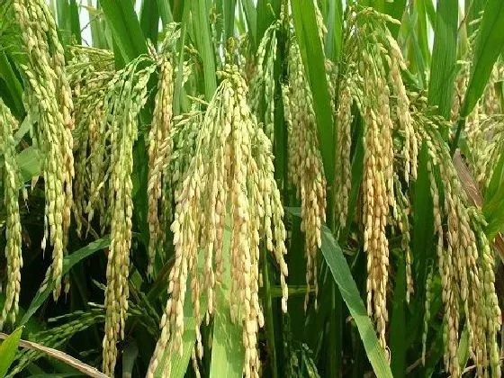 植物播种|水稻种子怎么来的 怎么获得