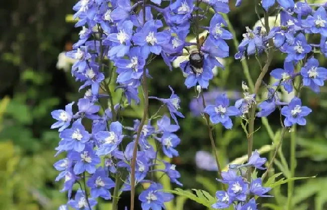 花语|鸽子花的花语是什么含义
