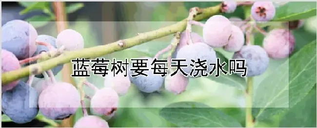 蓝莓树要每天浇水吗 | 耕种资料