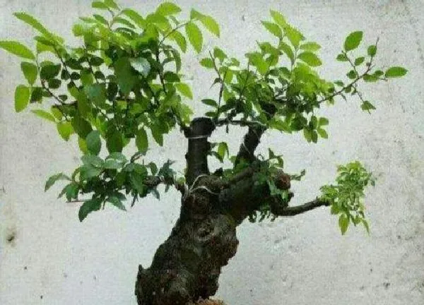 养殖方法|小叶榔榆怎么养长的好