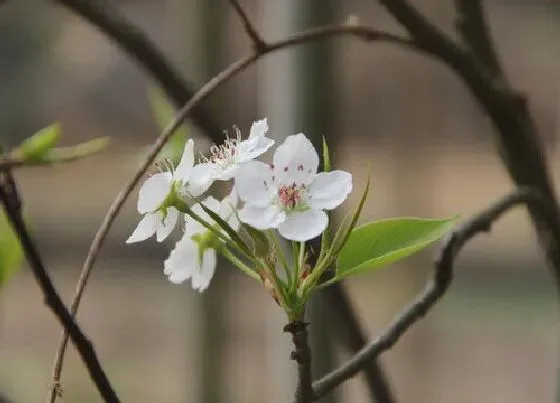 颜色花|梨花有什么颜色