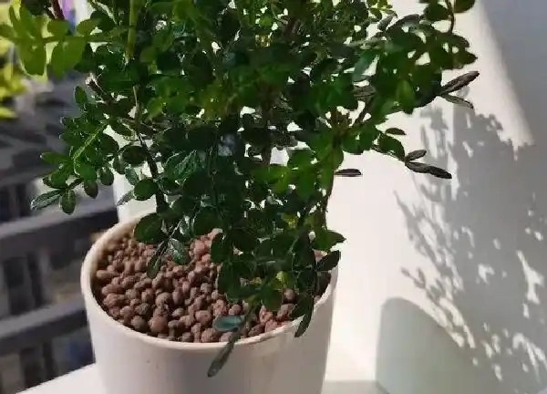 养殖科普|清香木喜水吗 属于喜水植物吗