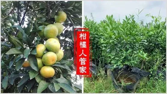 2021日南一号柑橘苗价格多少钱一株 | 农业科普