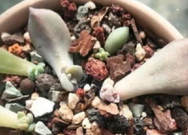 植物扦插|紫乐叶插多久发芽