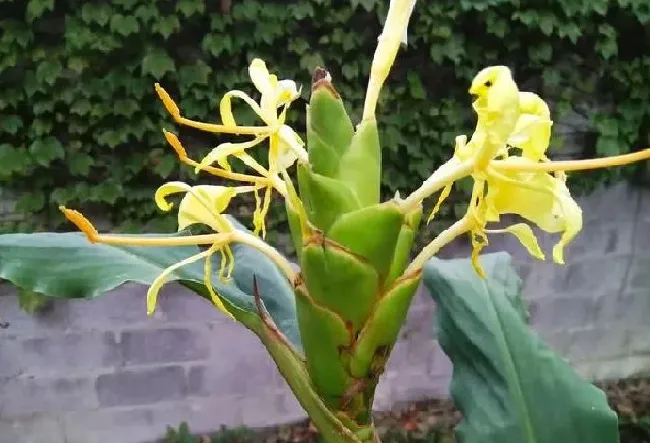 植物百科|鲜姜开花什么原因造成的（大姜为什么会开花）