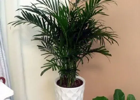植物修剪|富贵椰子怎么修剪方法