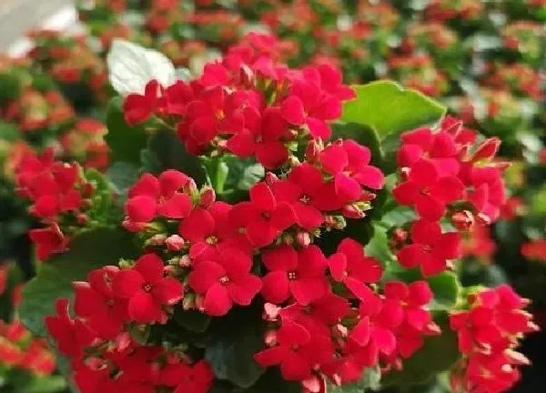 植物扦插|长寿花气根插土里能活吗 气生根放土里如何扦插