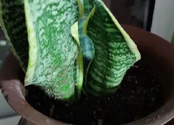 种植土壤|虎皮兰用什么土栽培最好