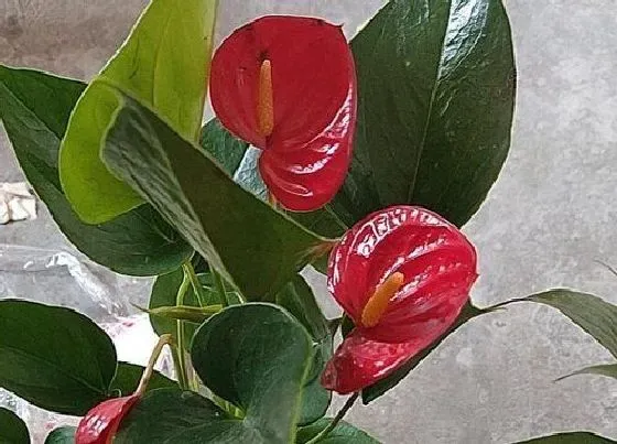 花语|红掌花语和寓意 代表什么象征意义