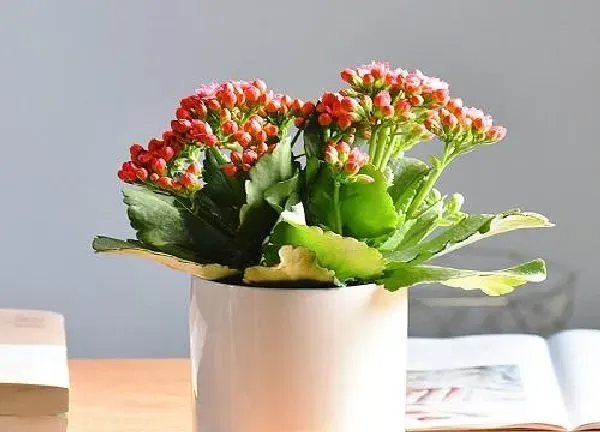 植物扦插|长寿花气根插土里能活吗 气生根放土里如何扦插