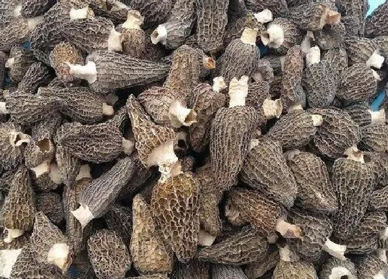植物播种|羊肚菌怎么留种子 种子保存方法