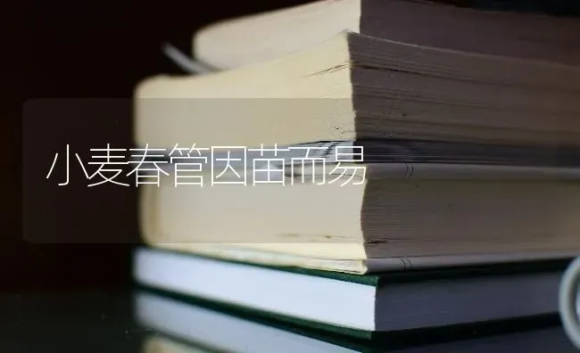 小麦春管因苗而易 | 粮油作物种植