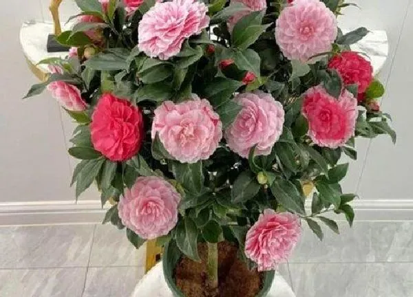 养殖科普|茶花用什么盆栽好