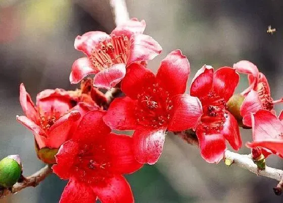 开花时间|木棉花一年开几次花