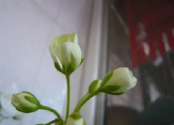 开花时间|绣球花什么时候长花苞