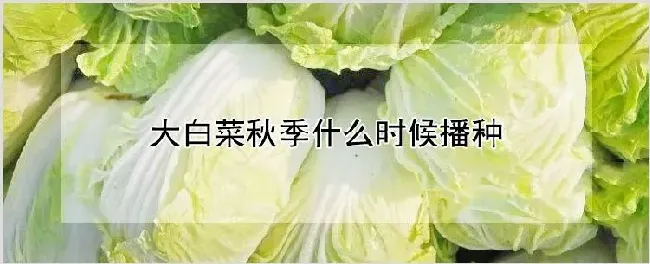 大白菜秋季什么时候播种 | 自然知识