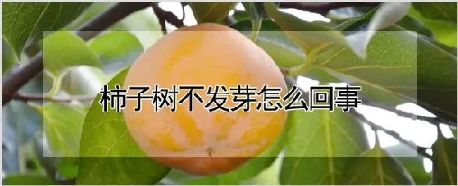 柿子树不发芽怎么回事 | 耕种资料