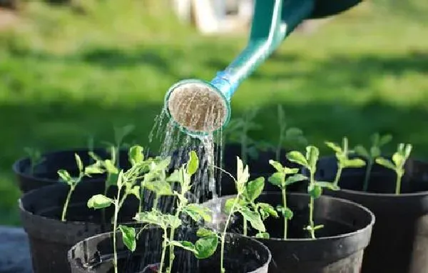 植物浇水|养鱼的水可以浇花吗 适合浇什么花