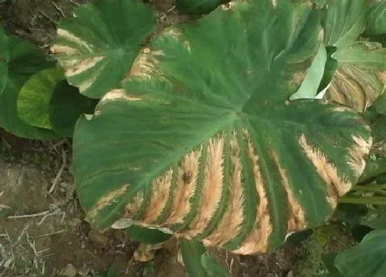 植物病害|芋头炭疽病的发病原因与治疗方法