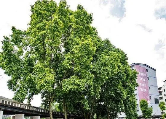 植物百科|重庆的市树是什么树