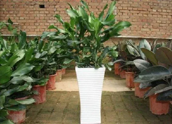 植物浇水|时来运转怎么浇水方法