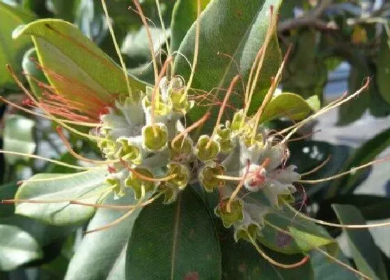 花卉风水|榕树花风水寓意和作用