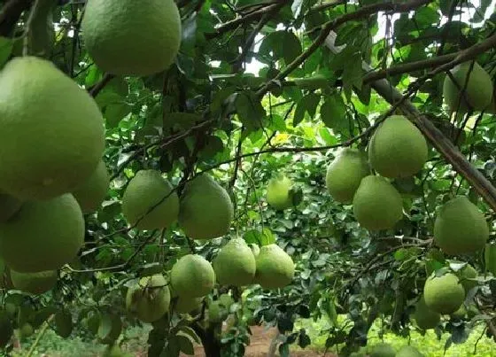 植物百科|柚子是什么植物