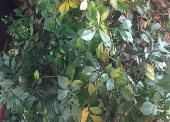 植物产地|香叶产地在什么地方 产地是哪里最好