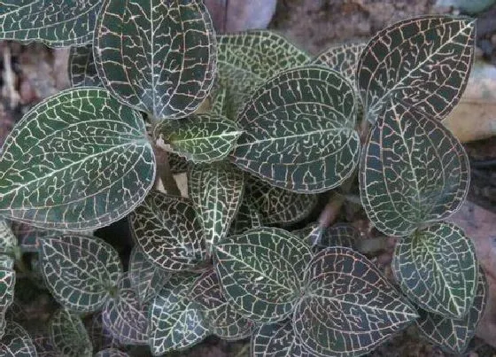 种植百科|金线莲什么季节种植最好 金线莲种植时间与种植方法