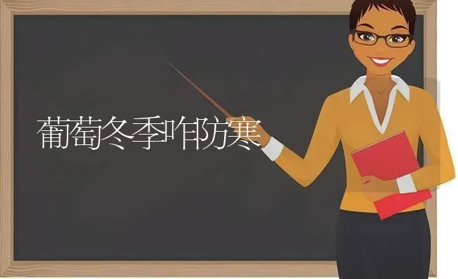 葡萄冬季咋防寒 | 瓜果种植