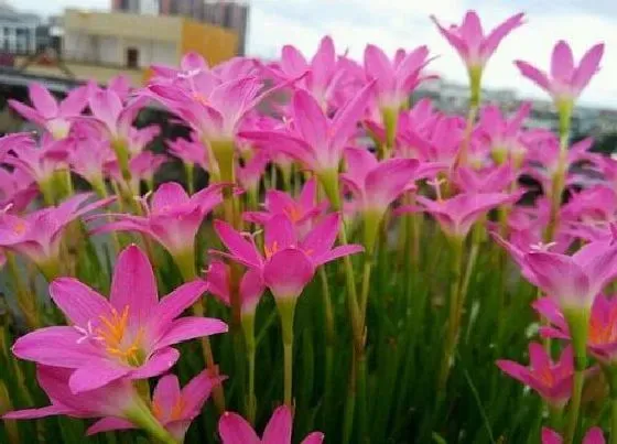 开花时间|风雨兰是四季开花吗