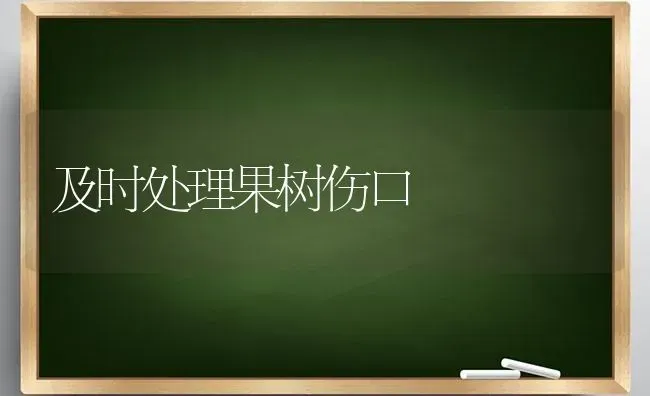 及时处理果树伤口 | 瓜果种植