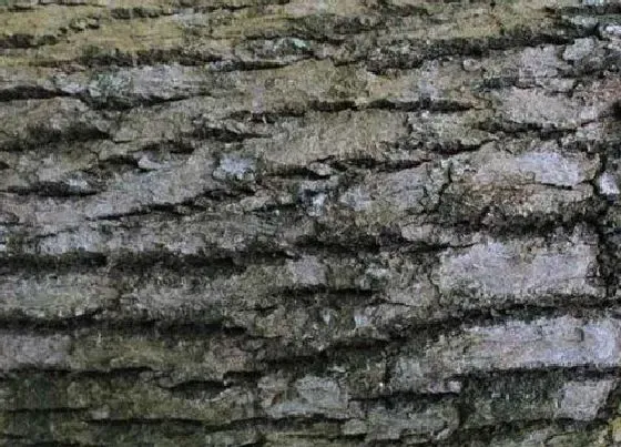 种植土壤|樟树皮可以种兰花吗