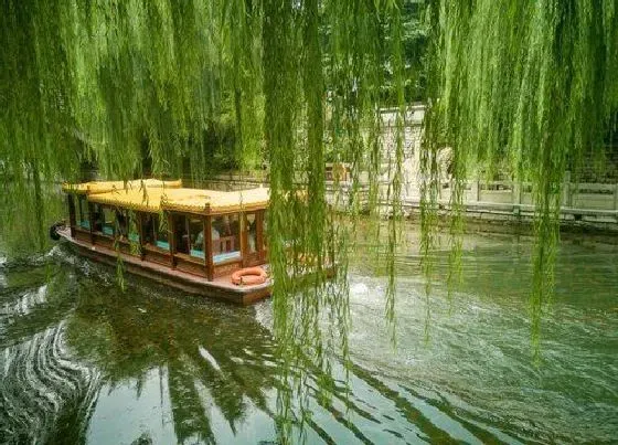 植物种类|垂杨是被子植物吗