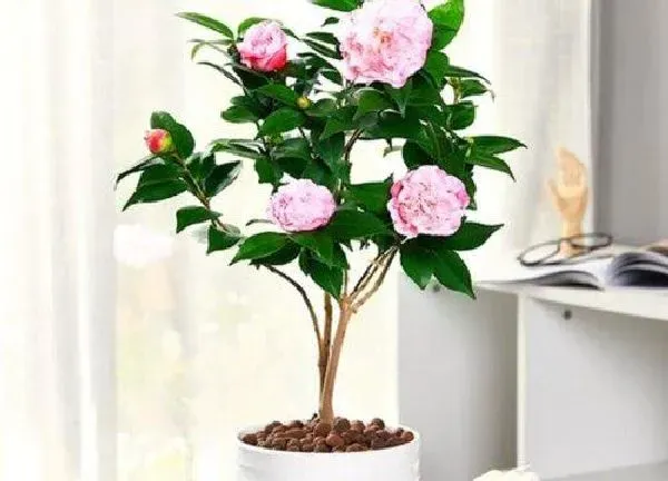 养殖科普|茶花用什么盆栽好
