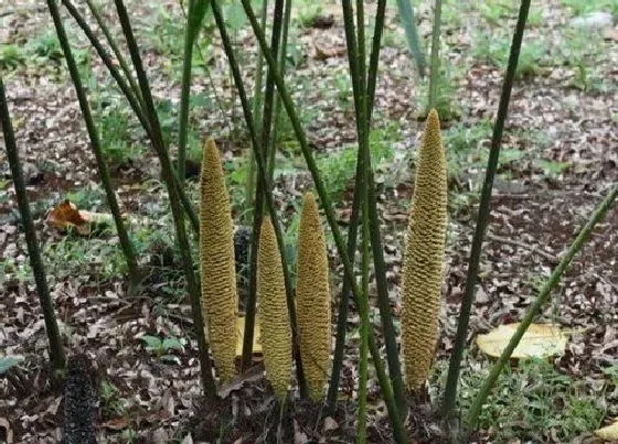 植物排行|铁树什么品种最好