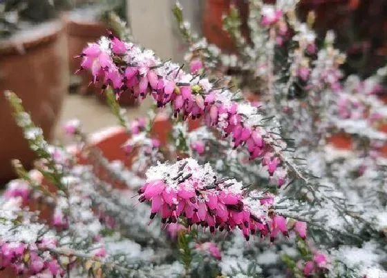 植物种类|石楠是被子植物吗