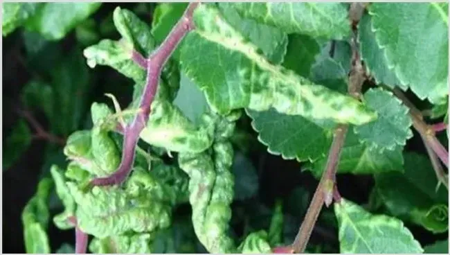 枸杞蚜虫怎么防治？出现了怎么办 | 种植病虫害