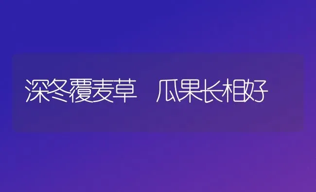 深冬覆麦草 瓜果长相好 | 瓜果种植