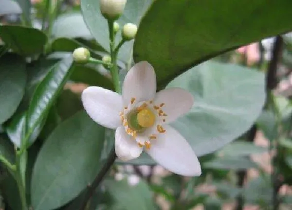 养殖科普|橘子花喜欢阳光吗