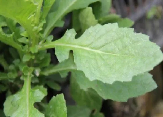 植物毒性|救命草有毒吗 可以放在室内养吗