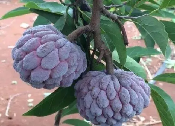 种植管理|番荔枝几年结果实