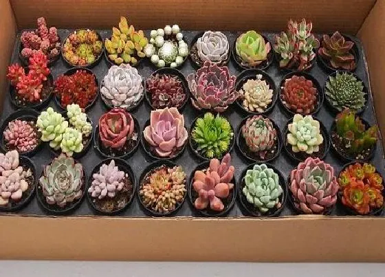 吸甲醛|多肉植物能吸收甲醛吗