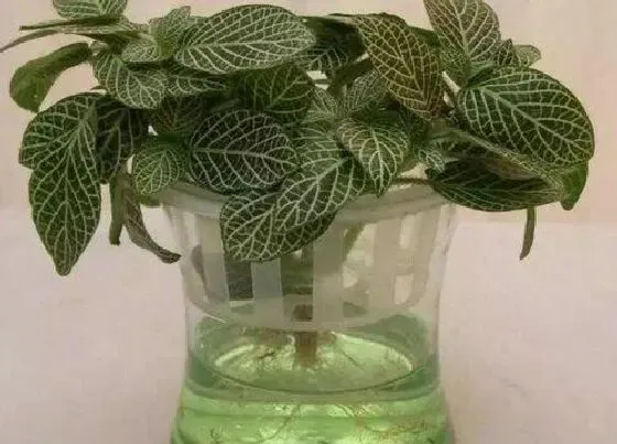 冬天植物|网纹草怎么过冬天