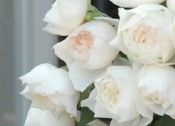 花语|白玫瑰的花语和寓意