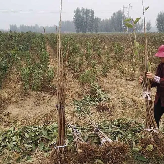 植物种类|现在樱桃苗的最好的品种（超早熟大樱桃树苗新品种）