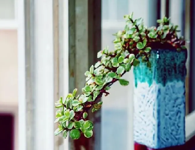 植物浇水|金枝玉叶用什么水浇好（给金枝玉叶浇灌什么水最合适）