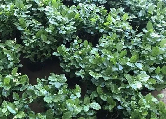 冬天植物|茉莉花能在室外过冬吗 茉莉花盆栽冬天能放室外吗