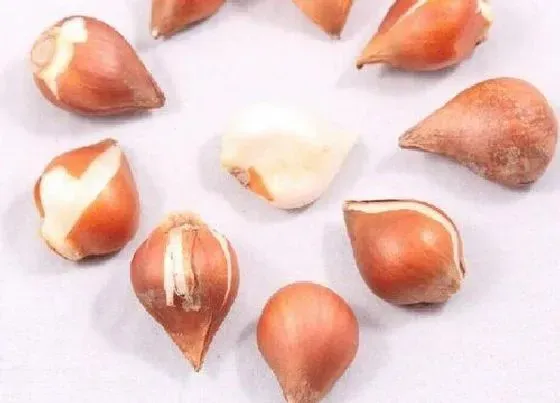 植物百科|郁金香种子什么时候种植最好